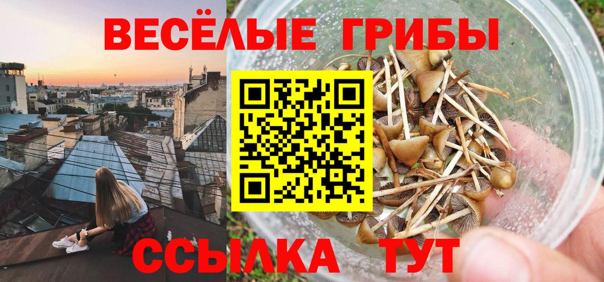 где продают наркотики  Псилоцибиновые грибы GOLDEN TEACHER  Вход с VPN  Чехов  Галлюциногенные грибы мицелий 